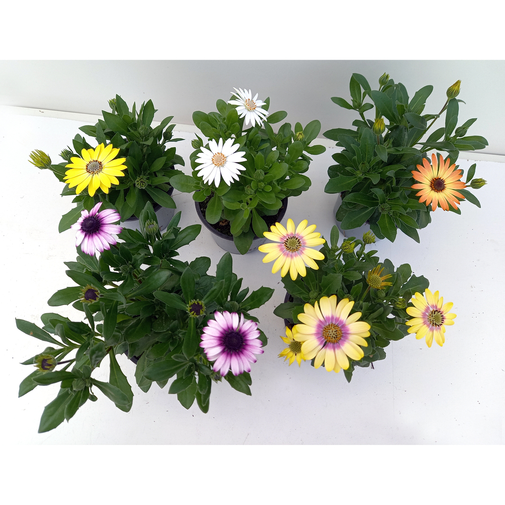 Osteospermum ecklonis sunny