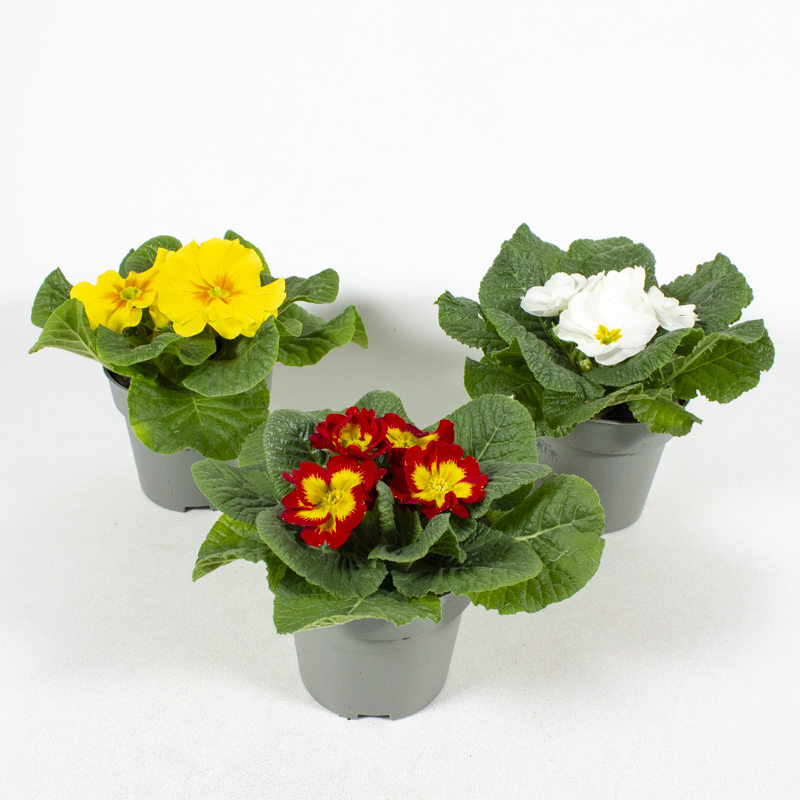 Primula acaulis hethor