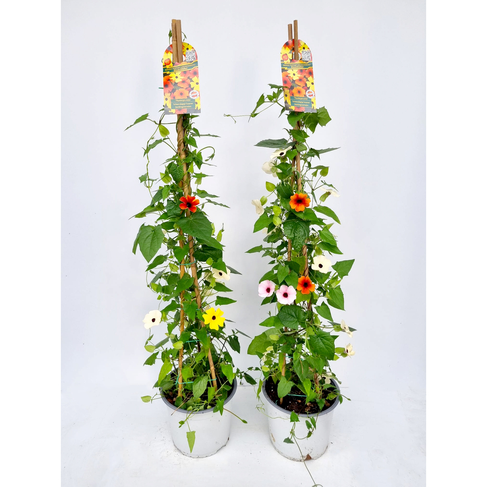 Thunbergia alata trio