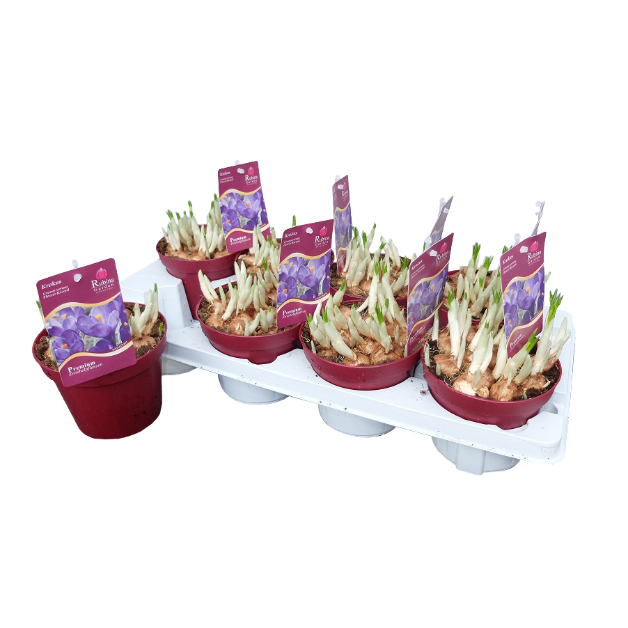 Crocus vernus flower record