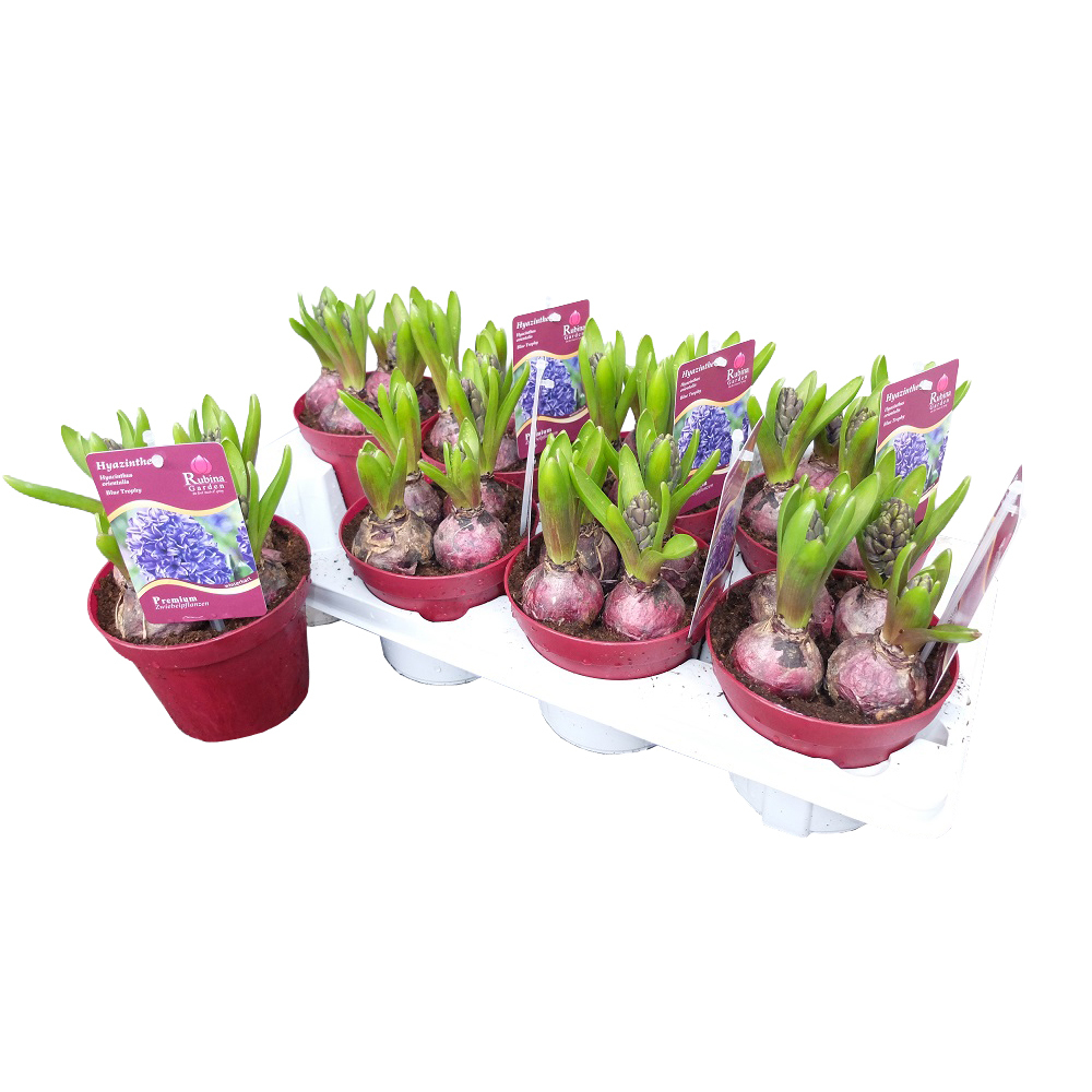 Hyacinthus orientalis blue troph