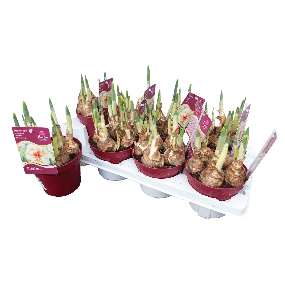 Narcissus delnashaugh