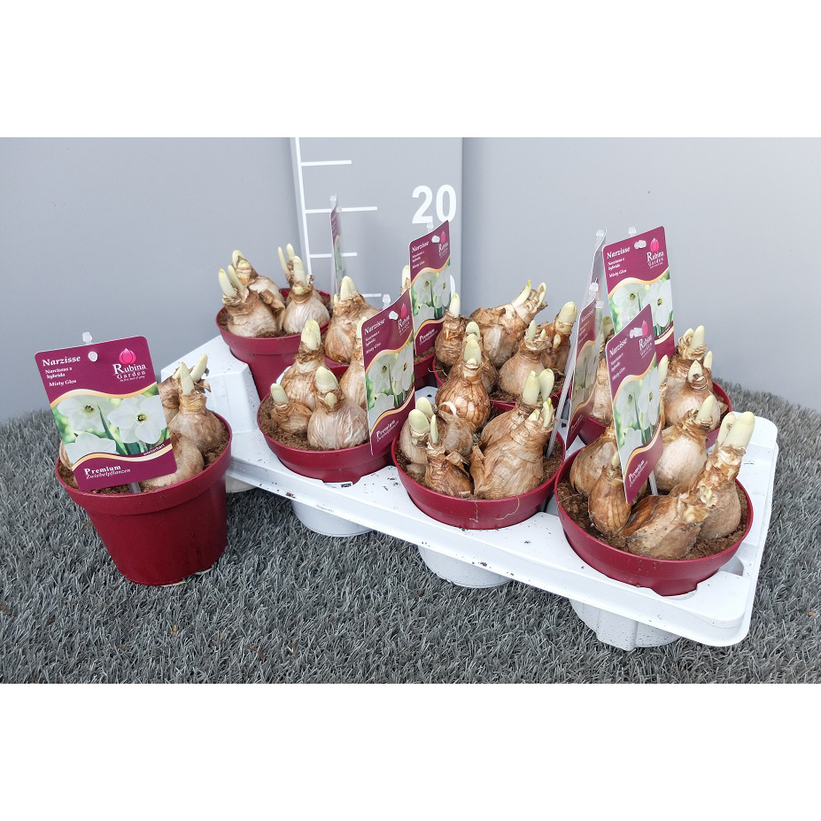 Narcissus misty glen