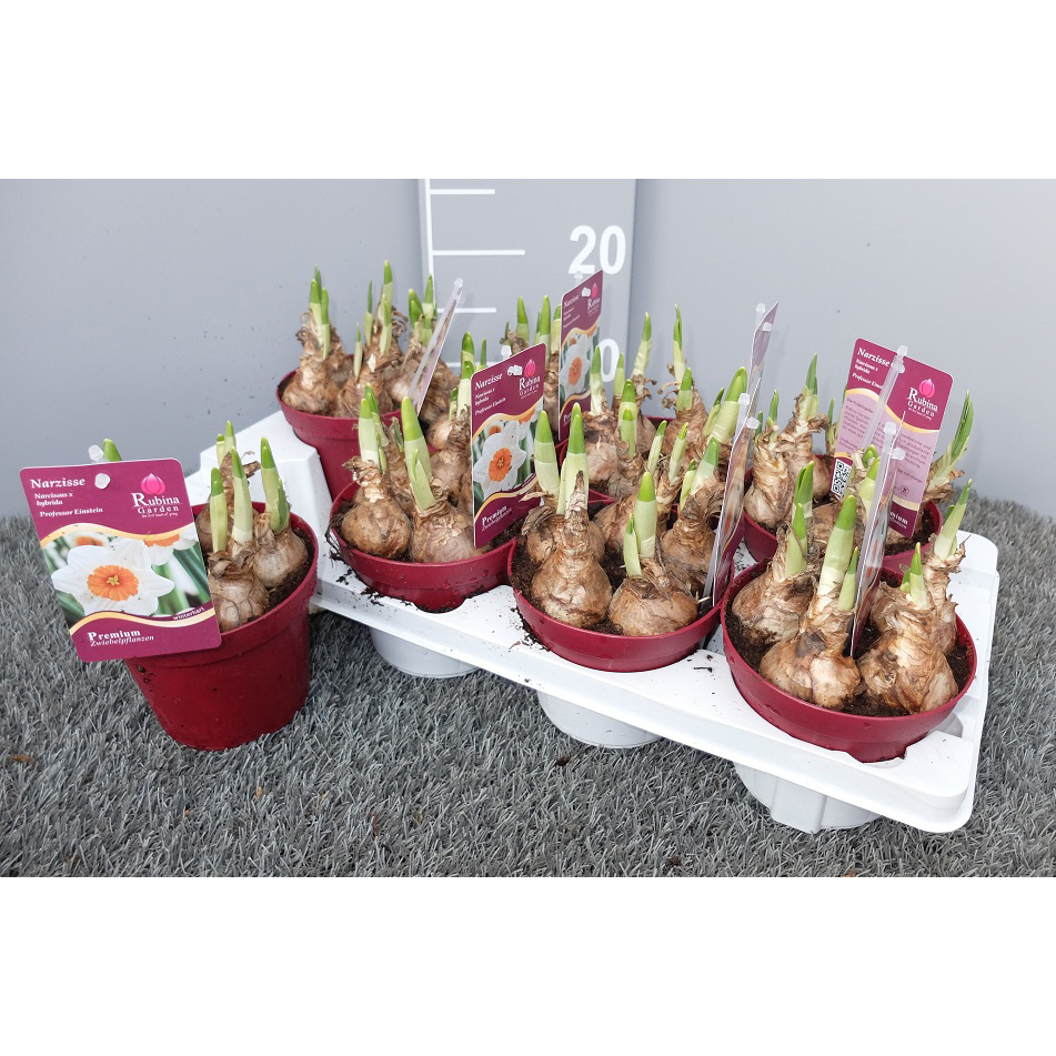 Narcissus professor einstein