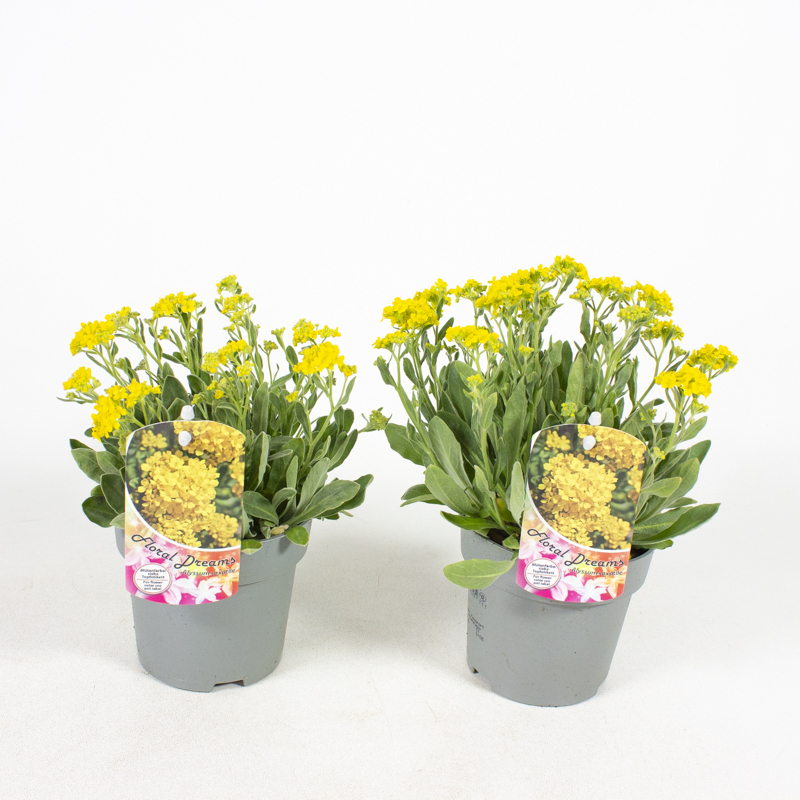 Alyssum saxatile aurinia