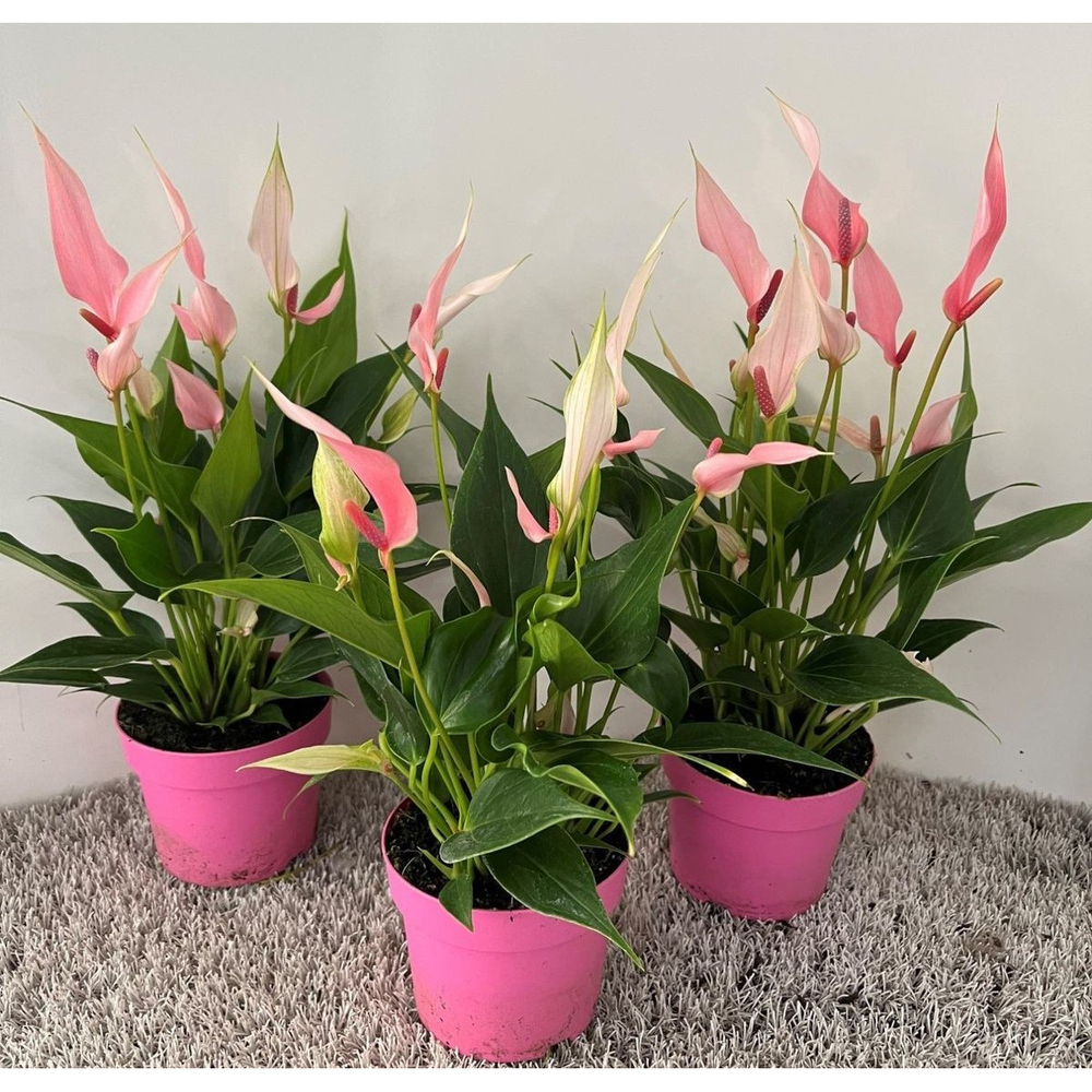 Anthurium andreanum lilli