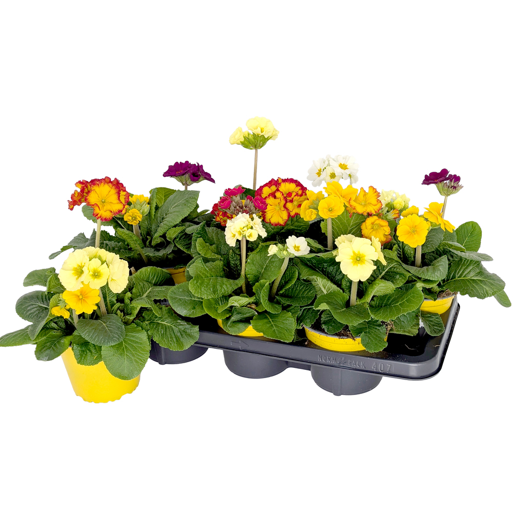 Primula elatior sibel trio