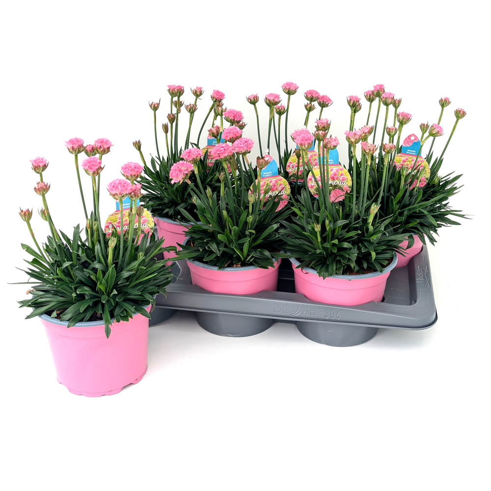 Armeria pseudarmeria dreameria daydream