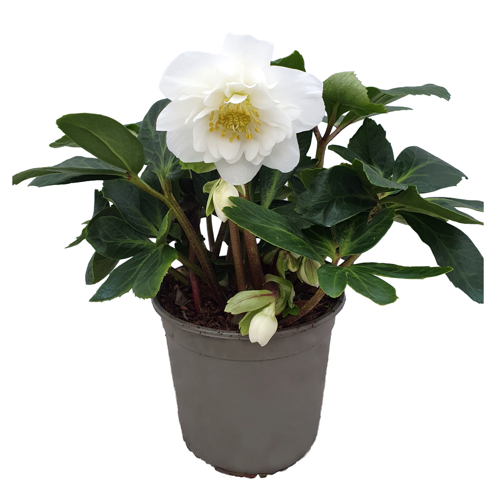 Helleborus niger hgc snow frills