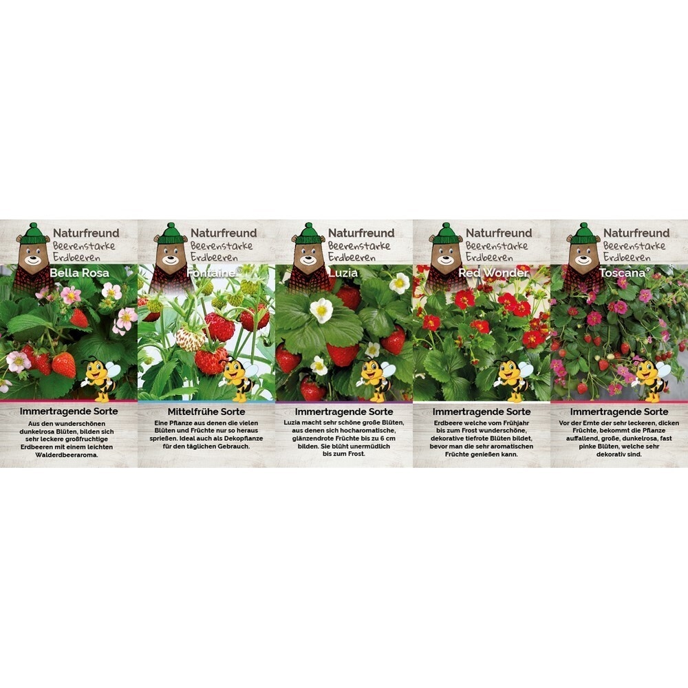 Fragaria ananassa