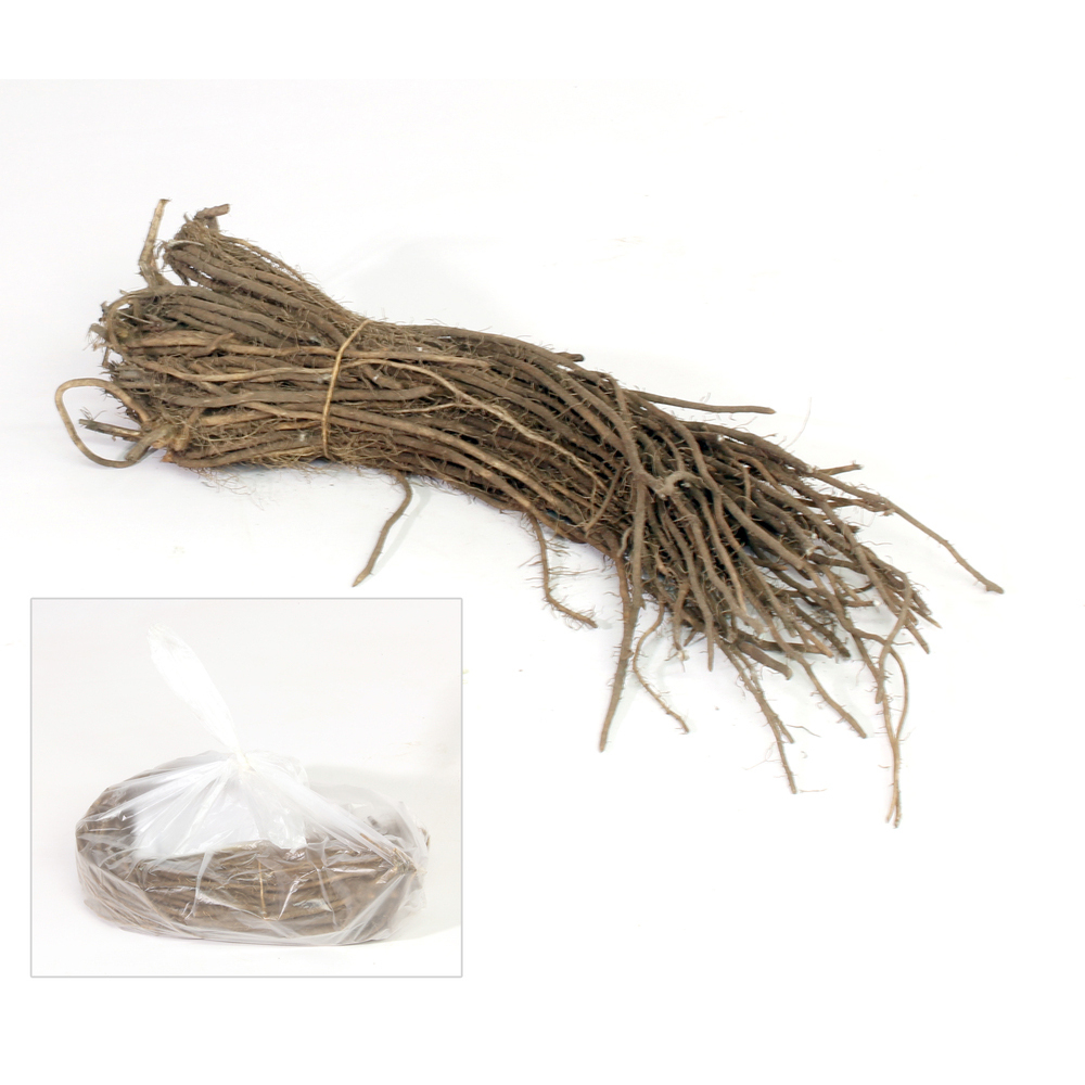 Asparagus officinalis