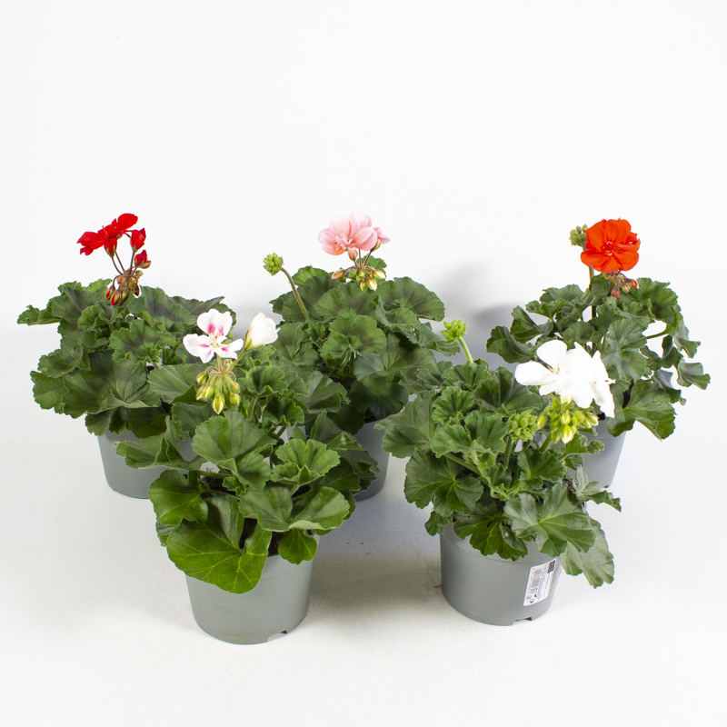 pelargonium zonale