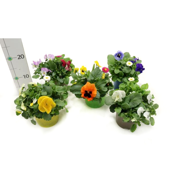 Beetpflanzen frühlings mix