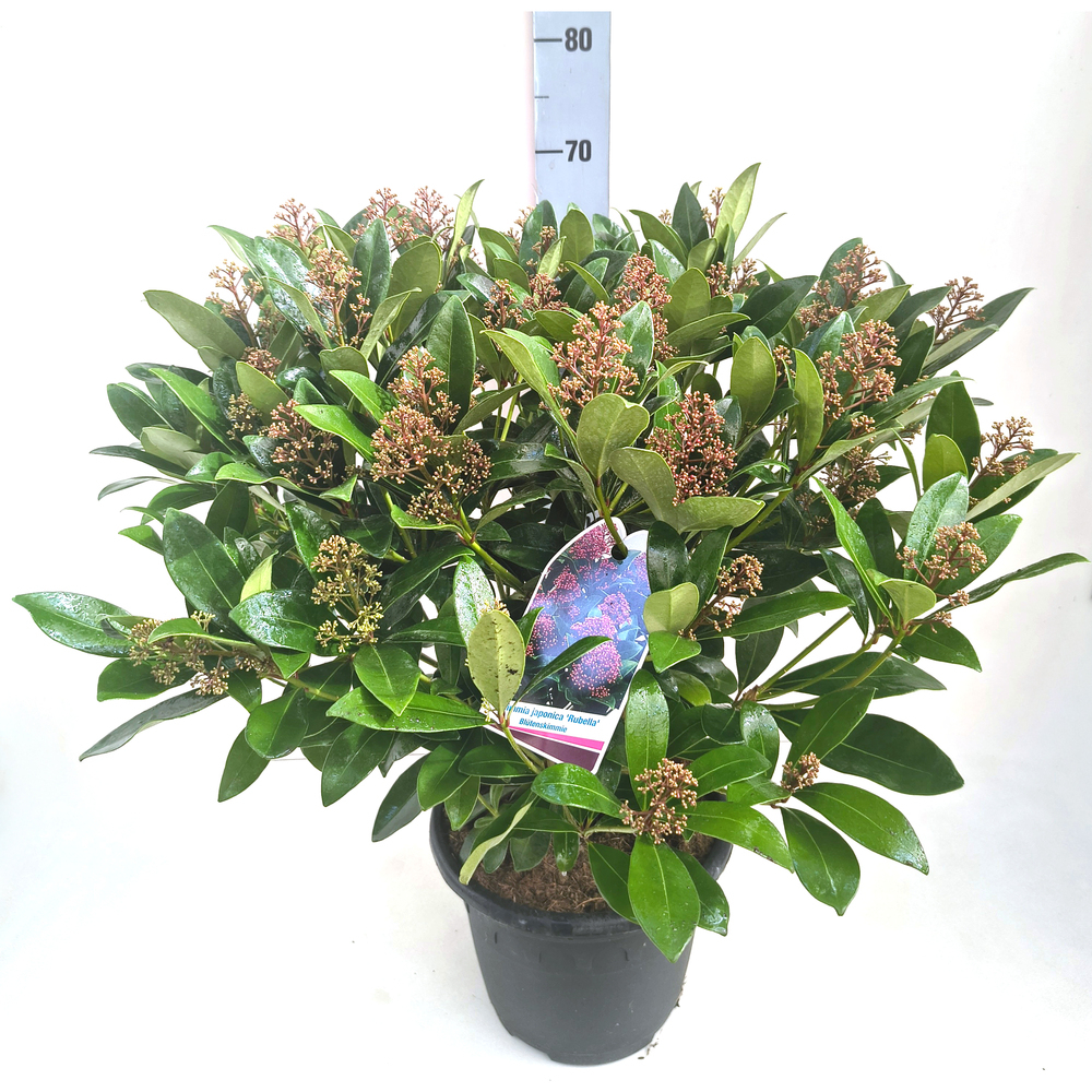 skimmia japonica rubella