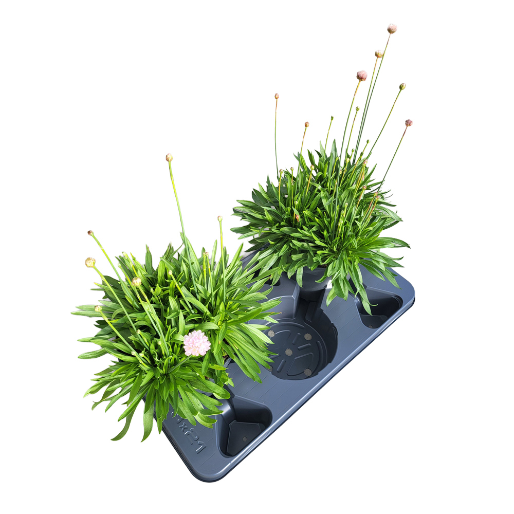 Armeria pseudarmeria ballerina