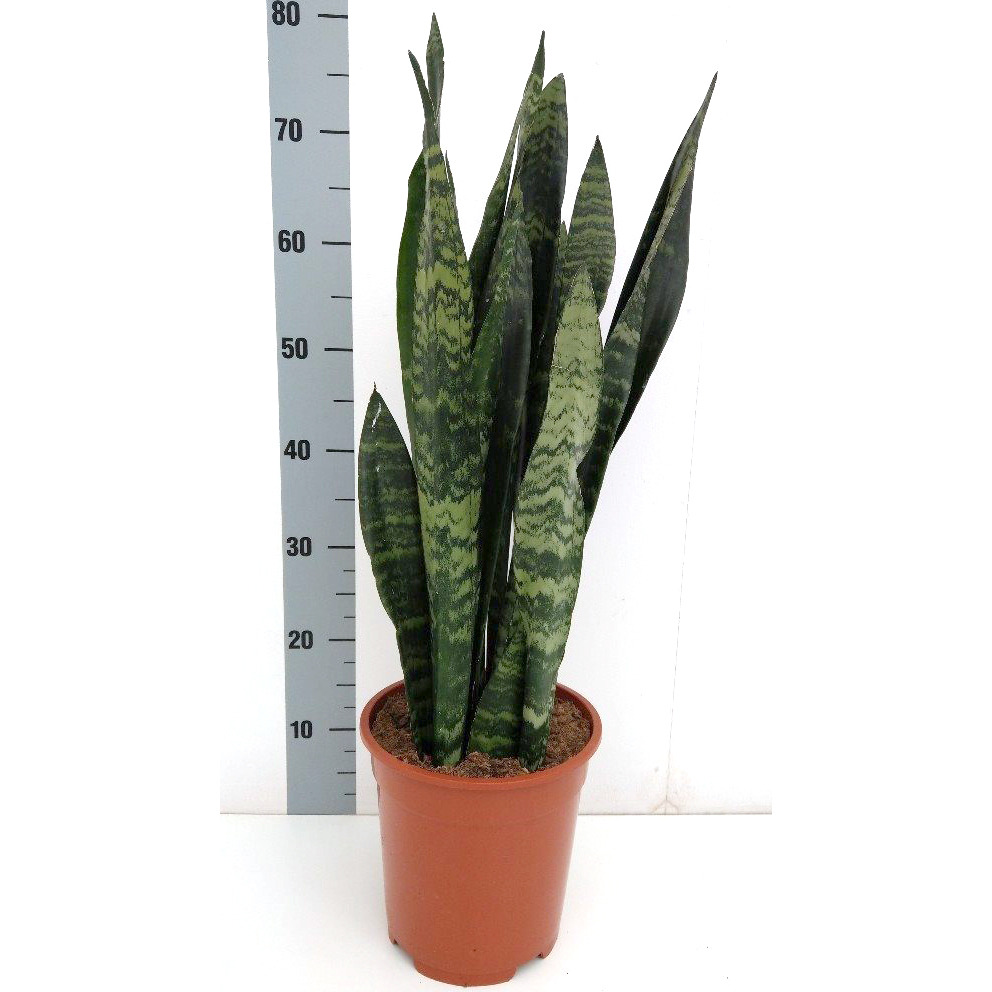 Sansevieria trifasciata black coral
