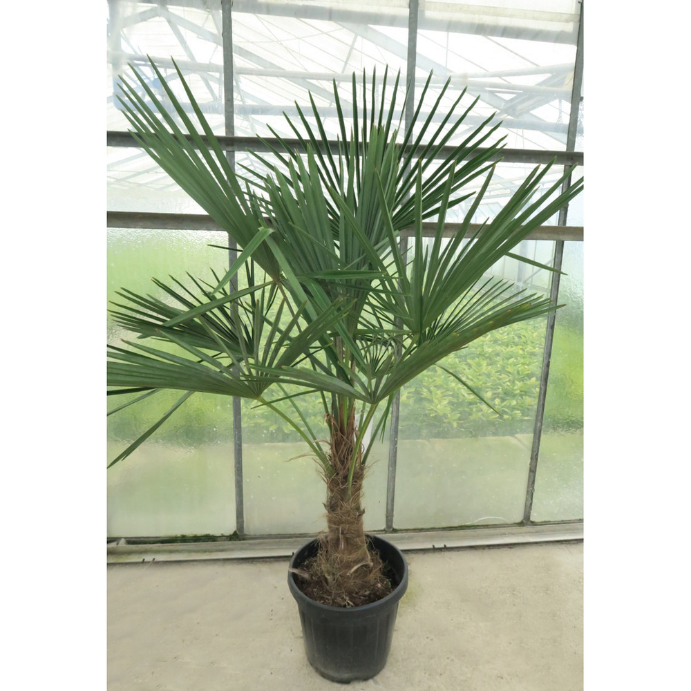 trachycarpus fortunei