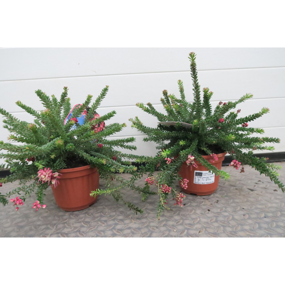 Grevillea lanigera tamboritha