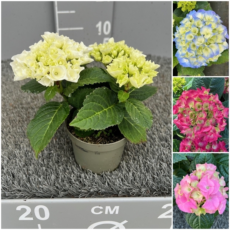 hydrangea macrophylla