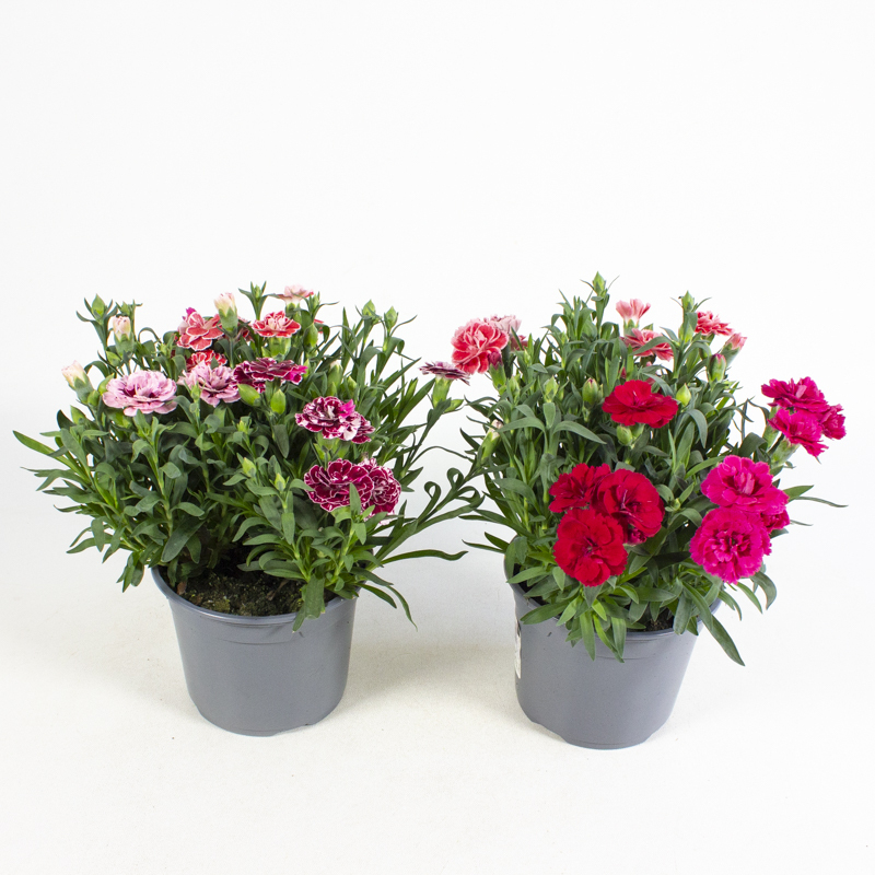 Dianthus caryophyllus oscar trio
