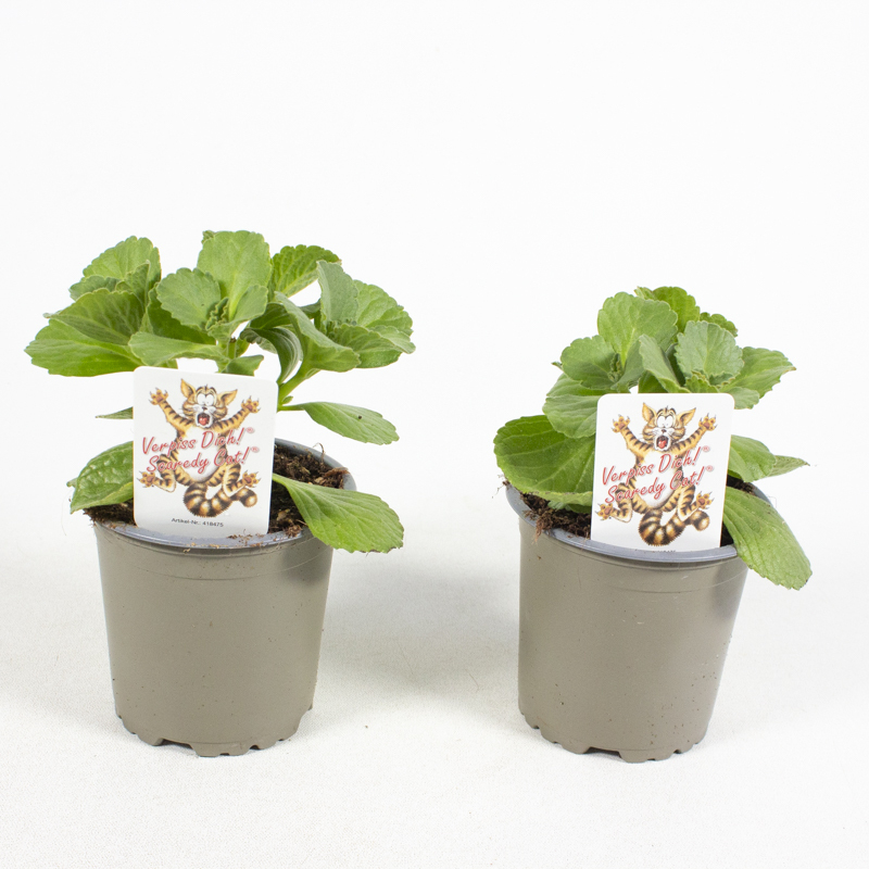 coleus canina