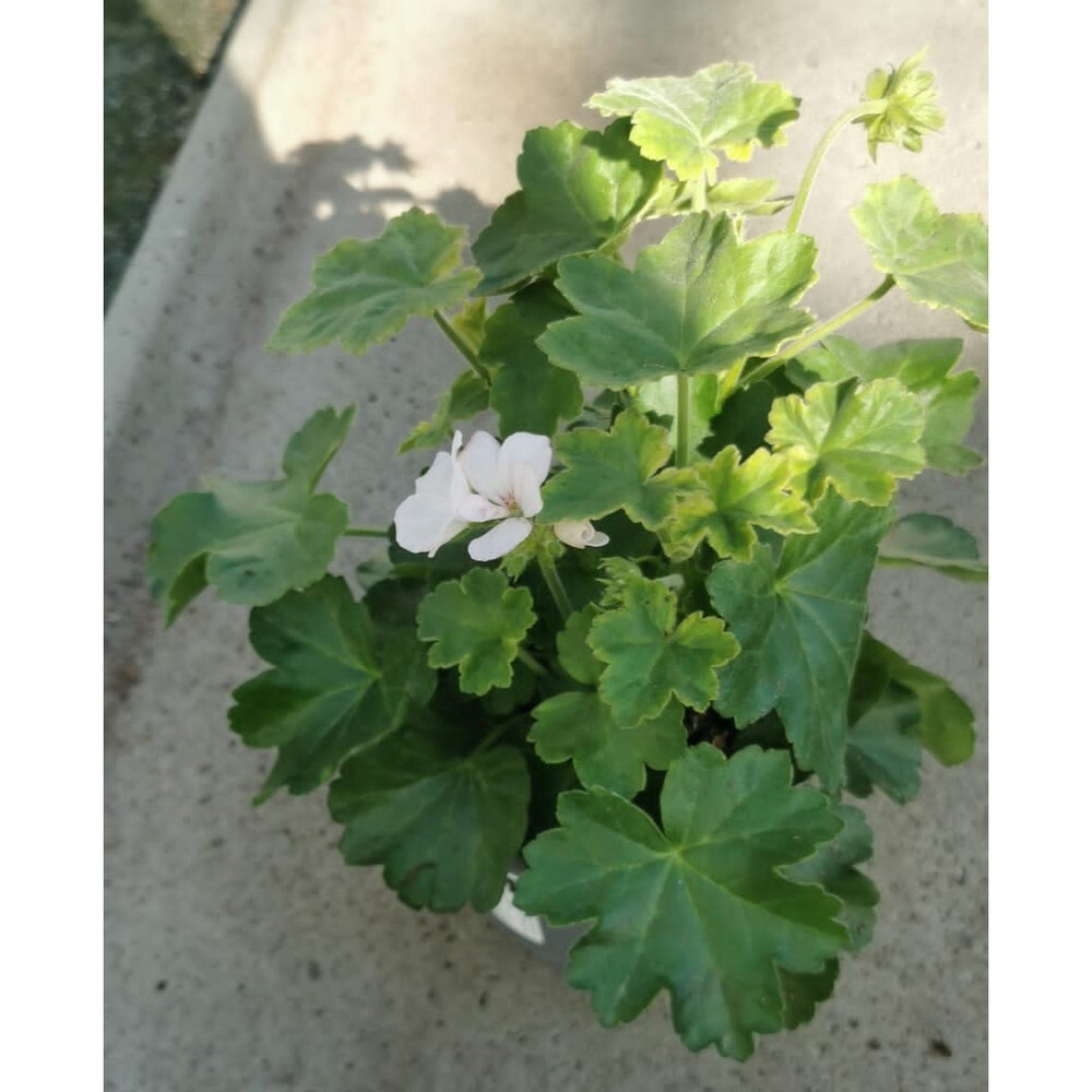 Pelargonium peltatum