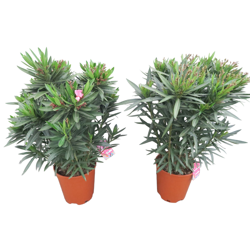 nerium oleander