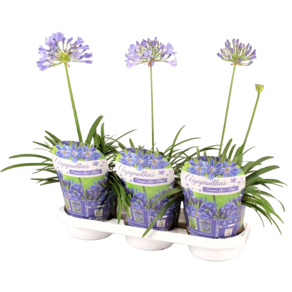 Agapanthus africanus summer love