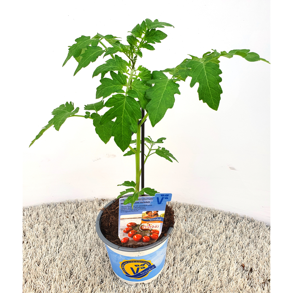 Lycopersicon esculentum mirado choco