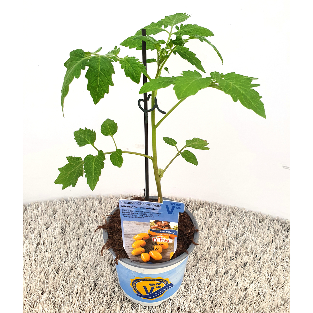 Lycopersicon esculentum mirado yellow