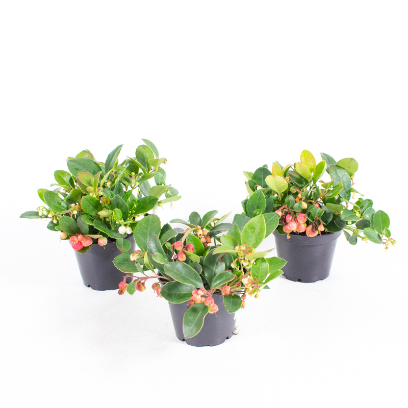 Gaultheria procumbens mini