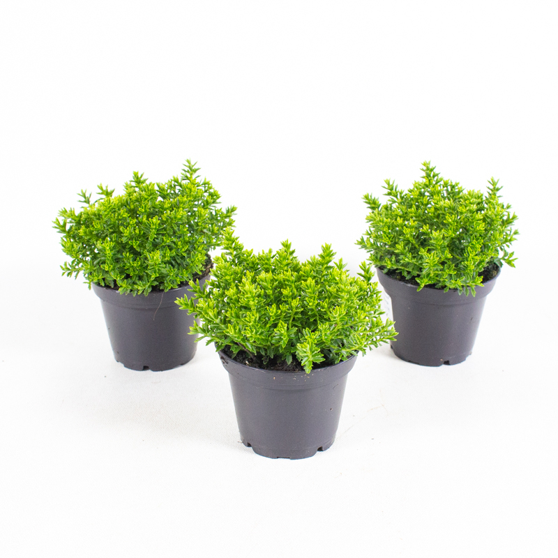 Hebe armstrongii green globe mini