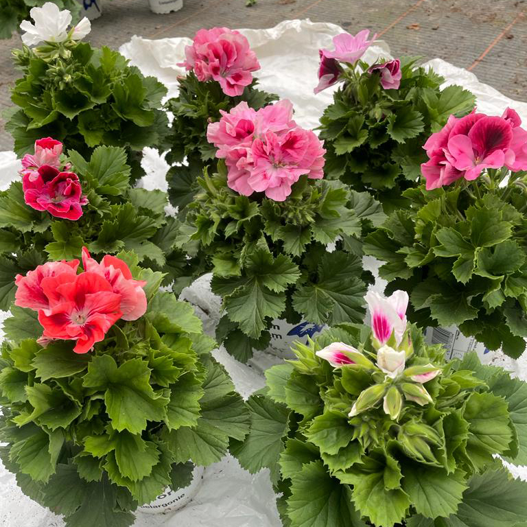 Pelargonium grandiflorum