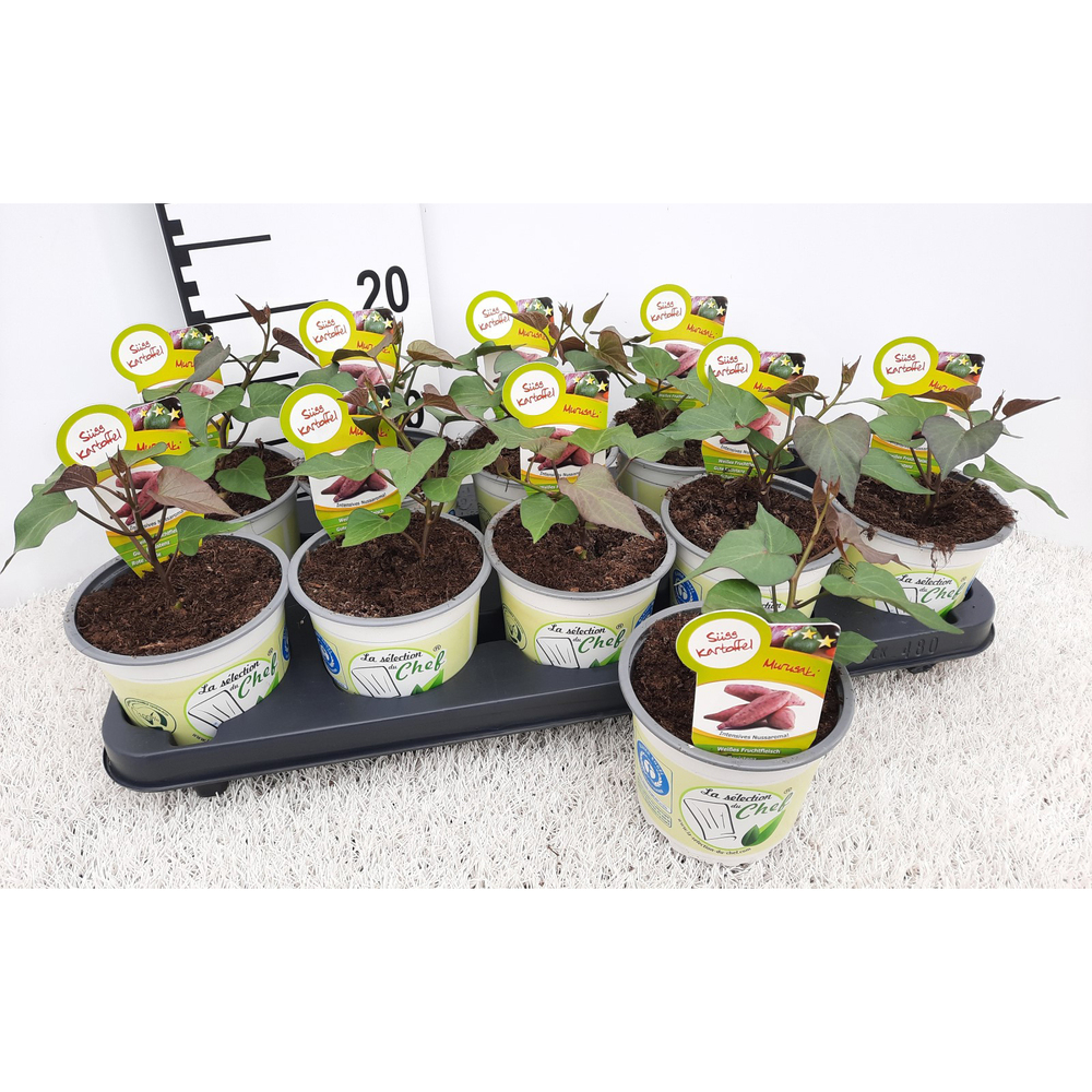 Ipomoea batatas monsieur murasaki