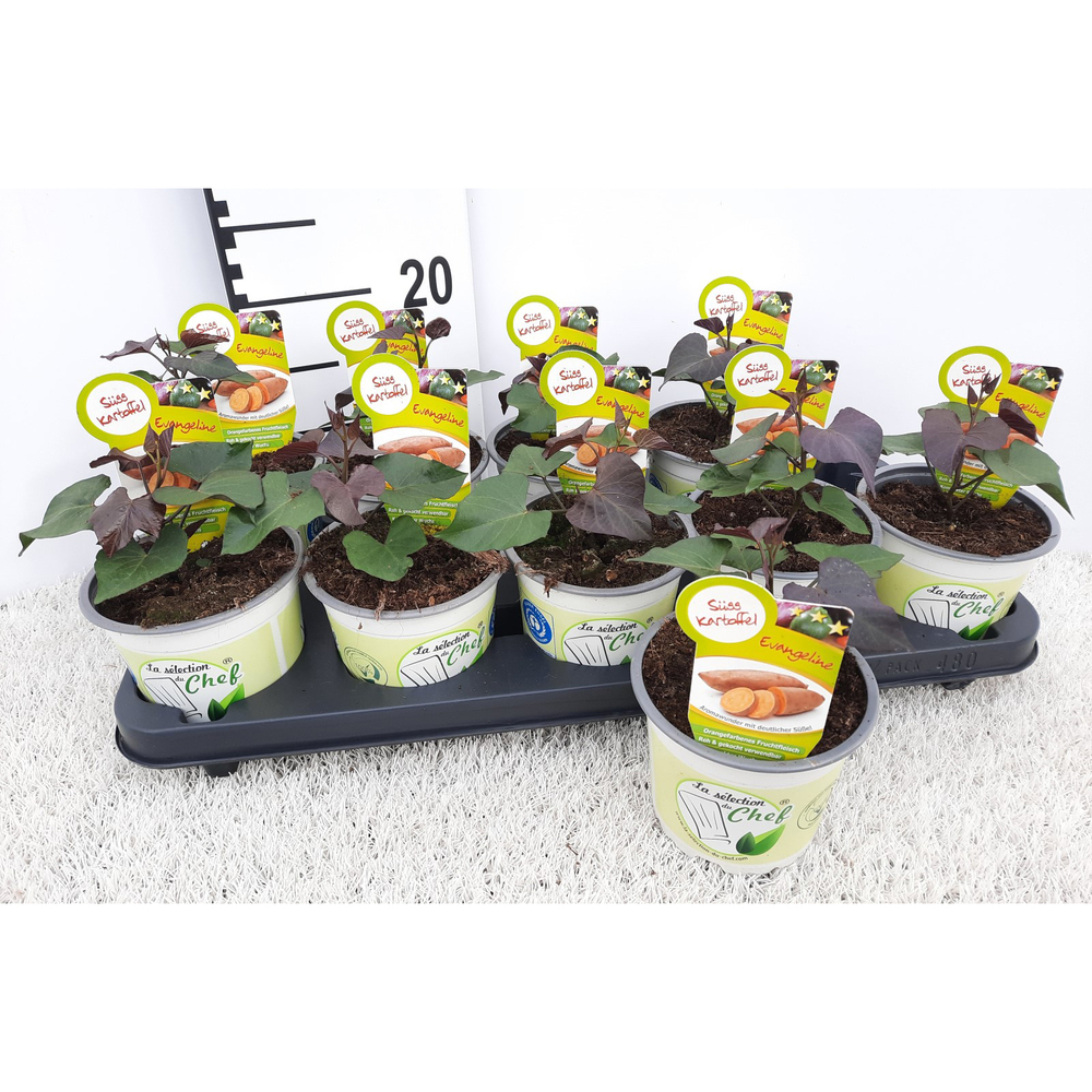 Ipomoea batatas madame evangeline