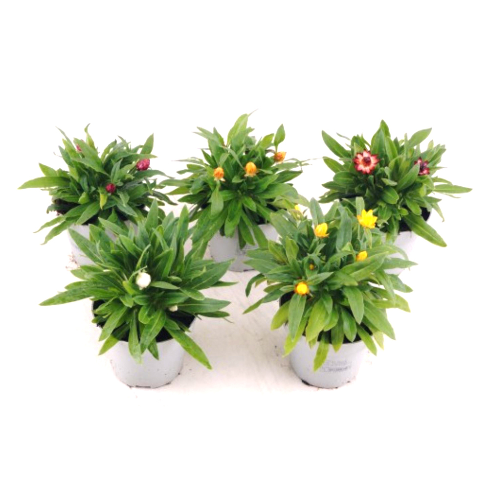 Bracteantha bracteatum mohave