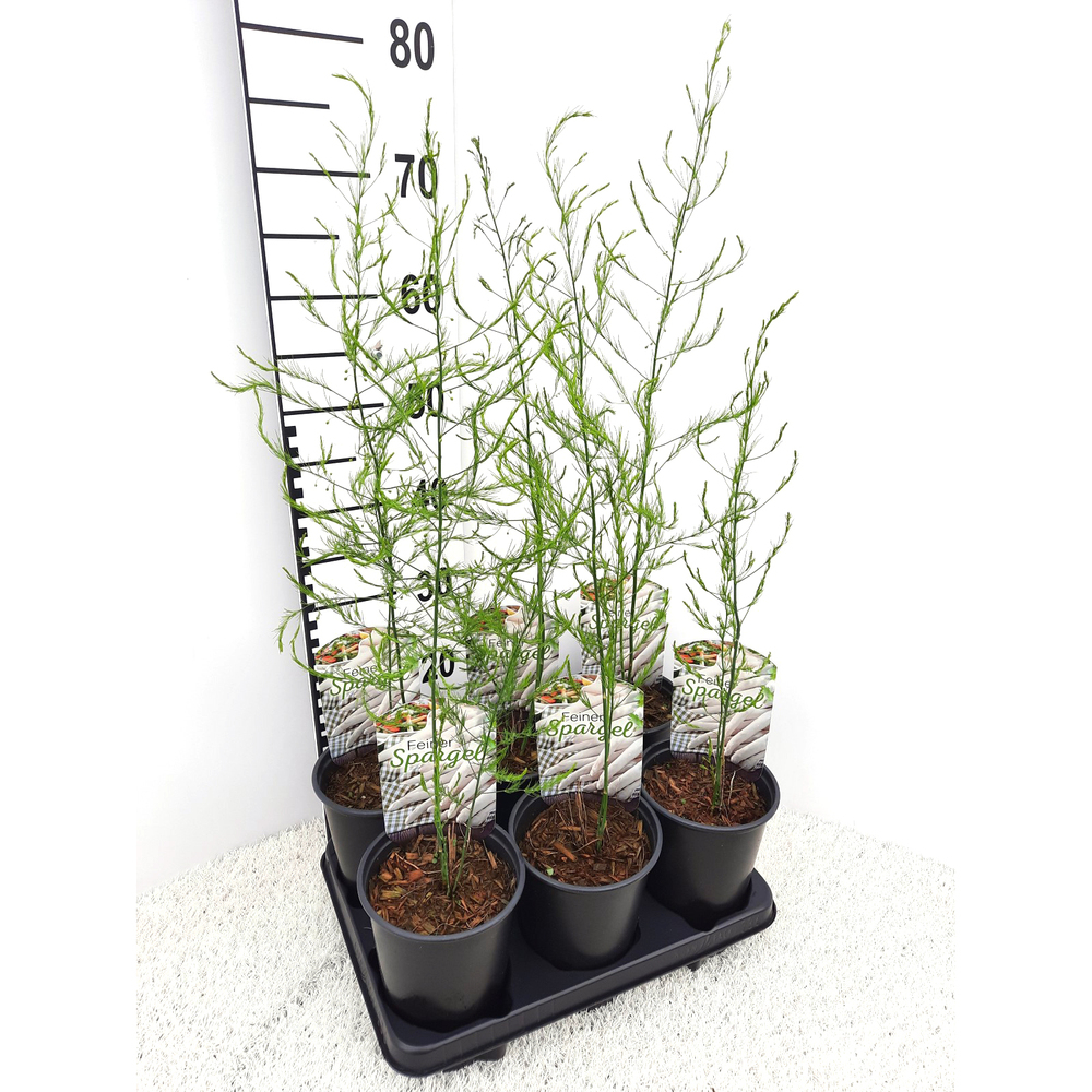 Asparagus officinalis cumulus f1