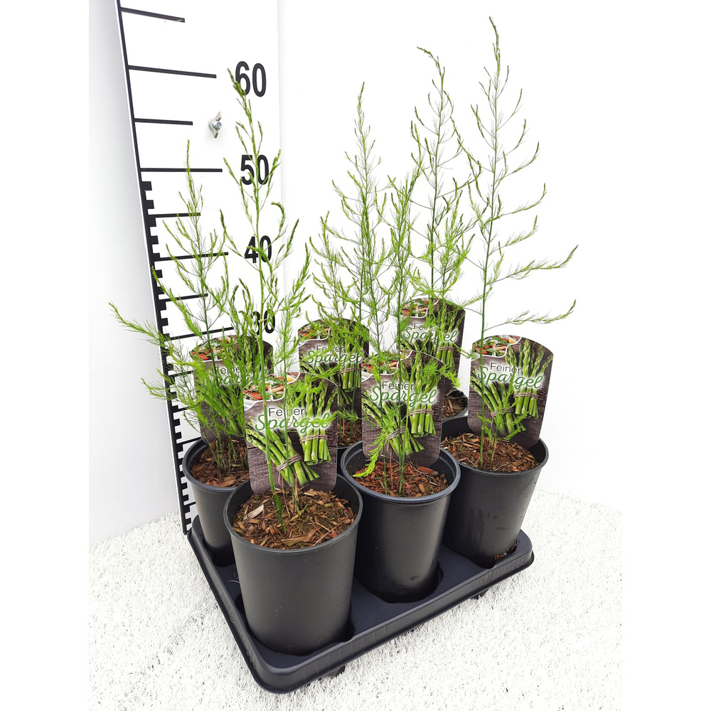 Asparagus officinalis bachus f1