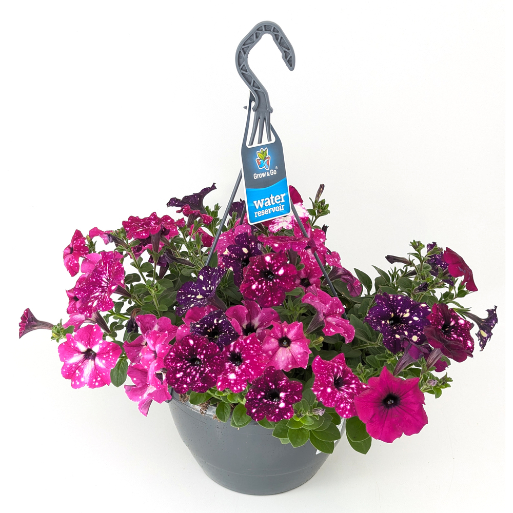 Petunia sky family trio