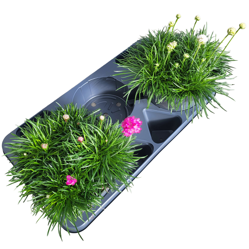 Armeria maritima abbey