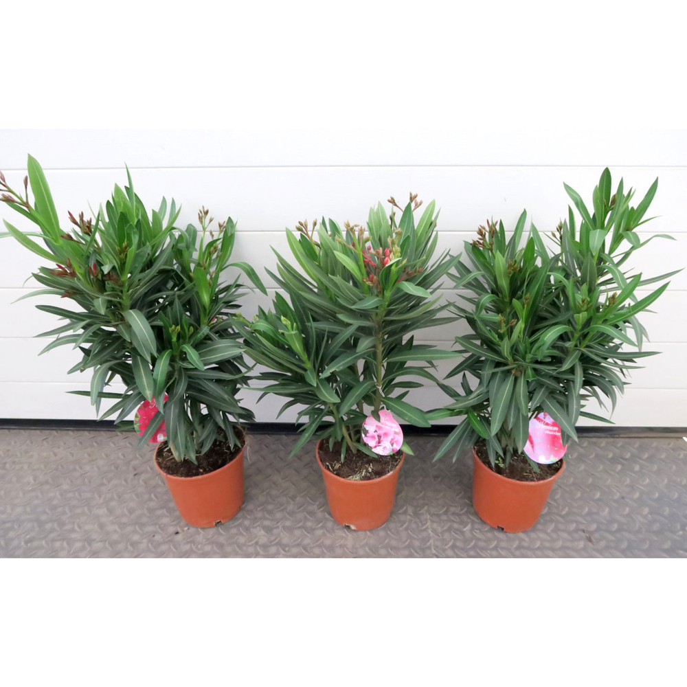 nerium oleander