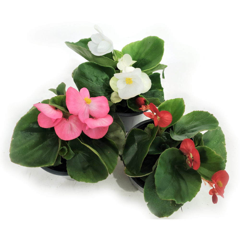 Begonia semperflorens