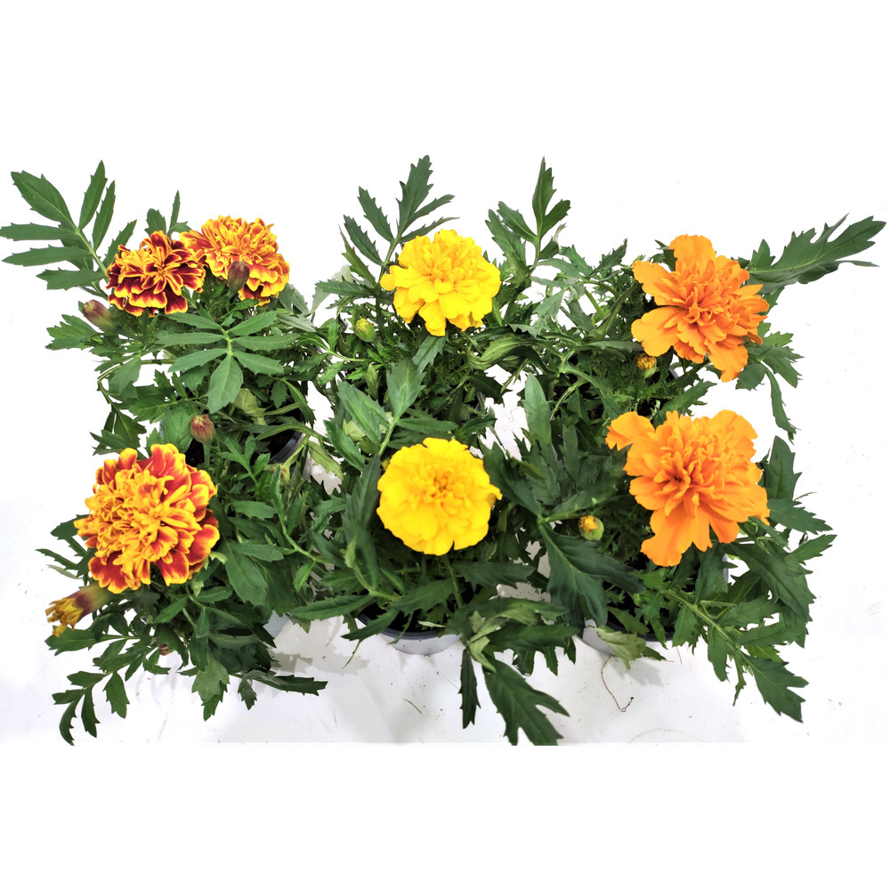Tagetes patula nana