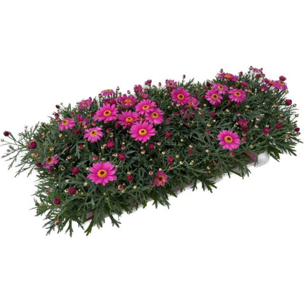 Argyranthemum frutescens