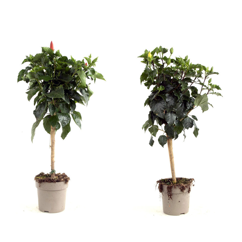 Hibiscus rosa-sinensis