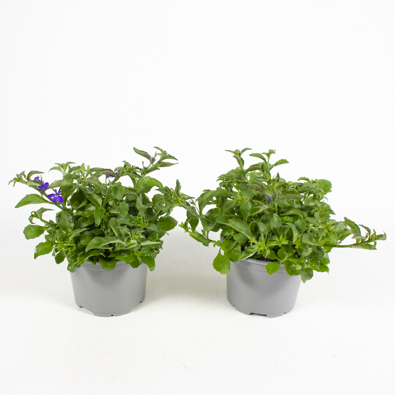 Lobelia erinus richardii