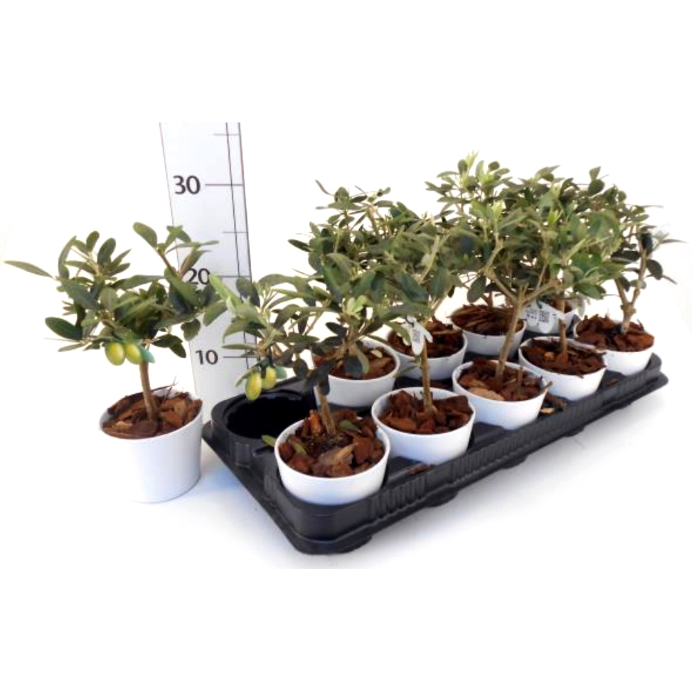 olea europaea