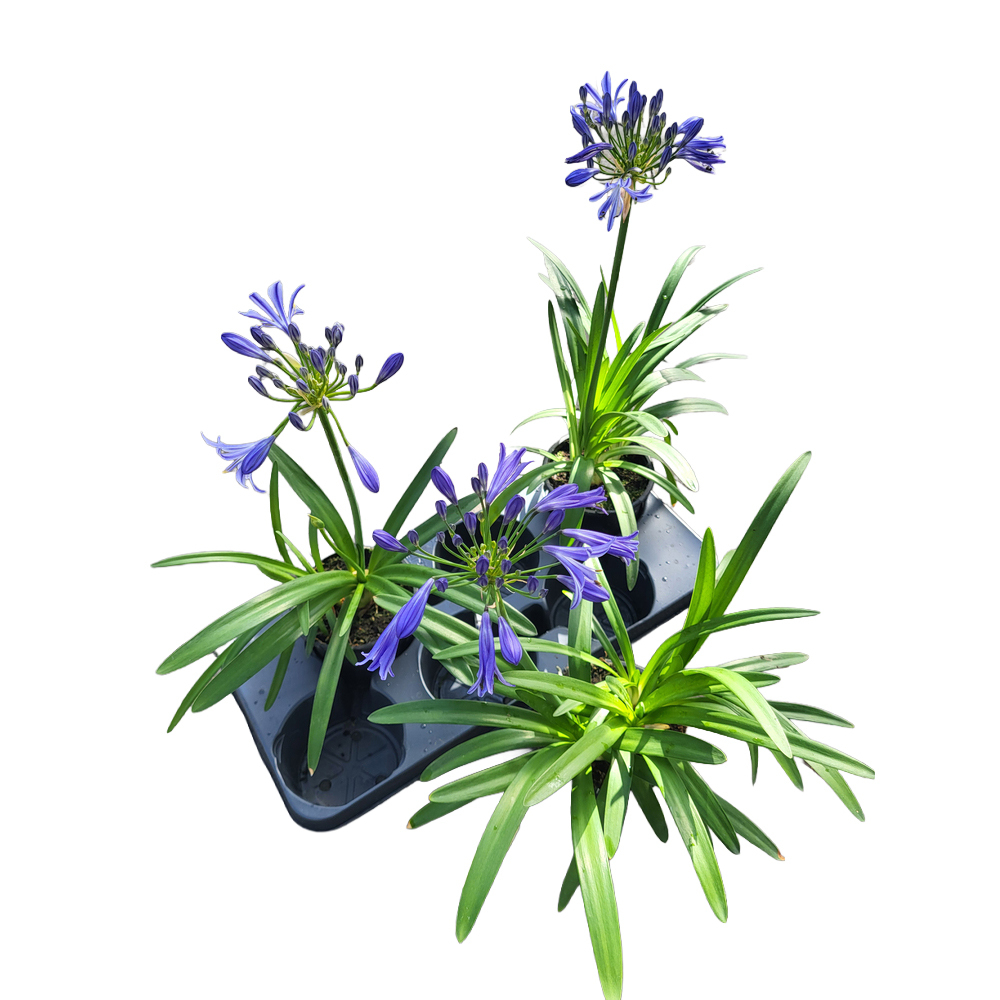 Agapanthus africanus