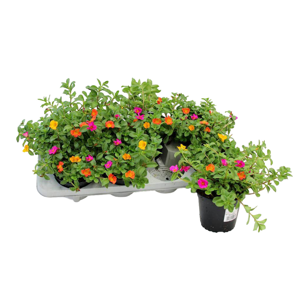 Portulaca oleracea cupcake trio