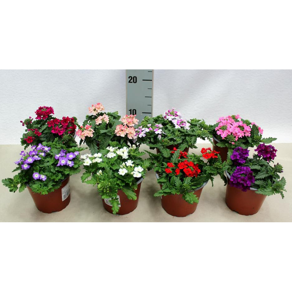Verbena